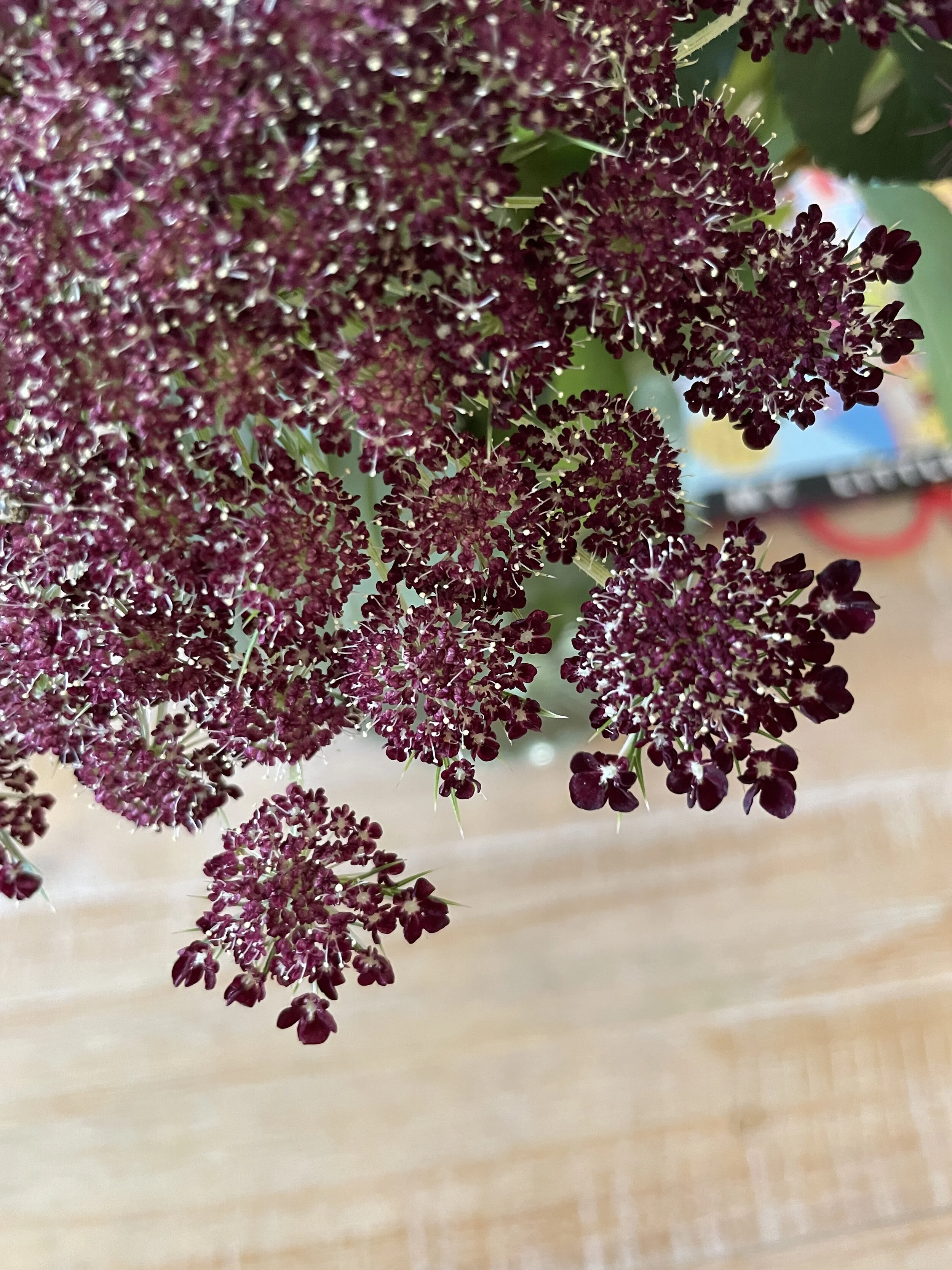 seeds and petals