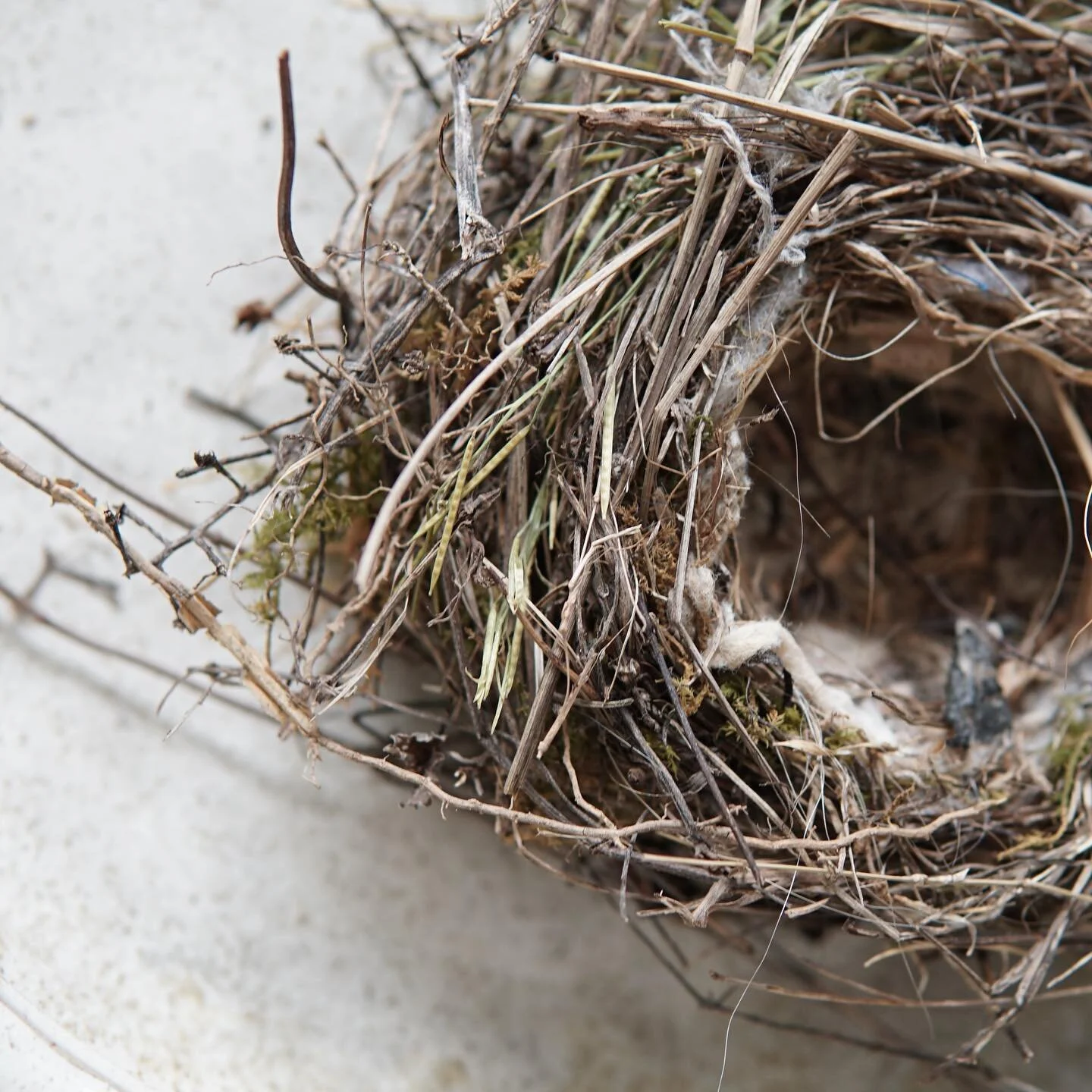 There is something so mesmerizing about a bird&rsquo;s nest. All the tiny fragments of earth gathered and woven into a soft space for life to hatch out and grow wings. Moss, hair, twigs, and even trash so delicately harmonized and repurposed &mdash; 