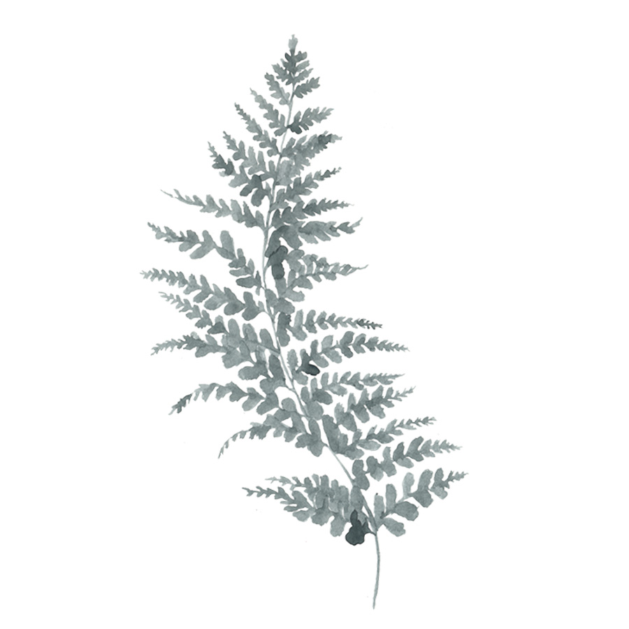 Fern