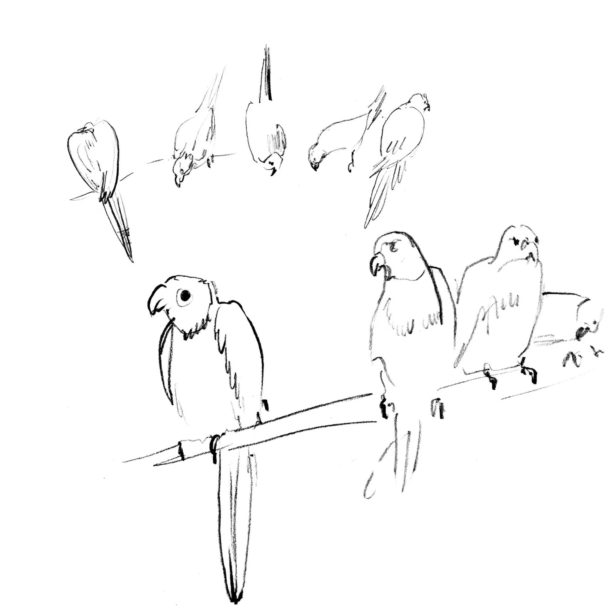 Rainbow Lorikeets