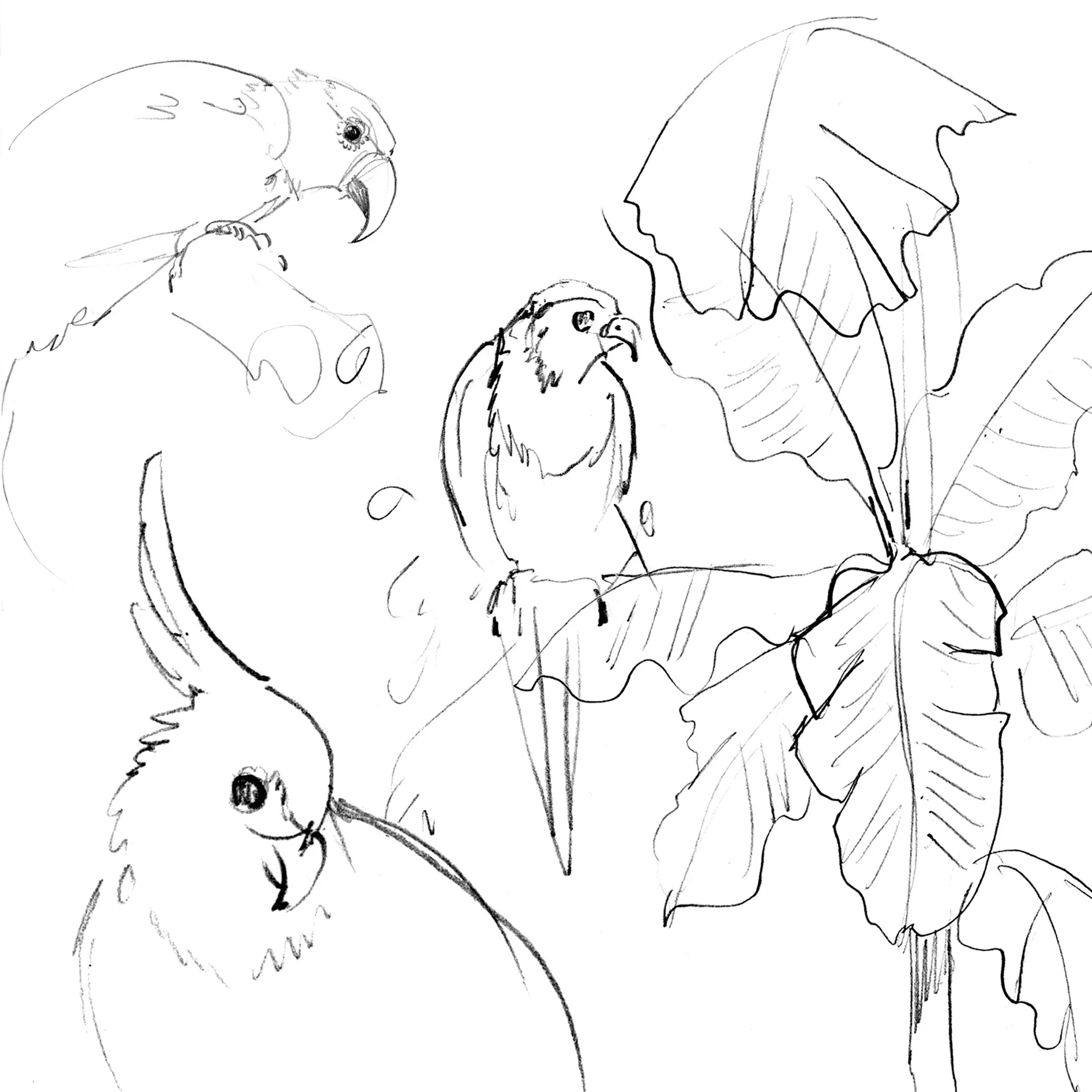 Cockatoo-sketchbook-Sophia O'Connor.jpg