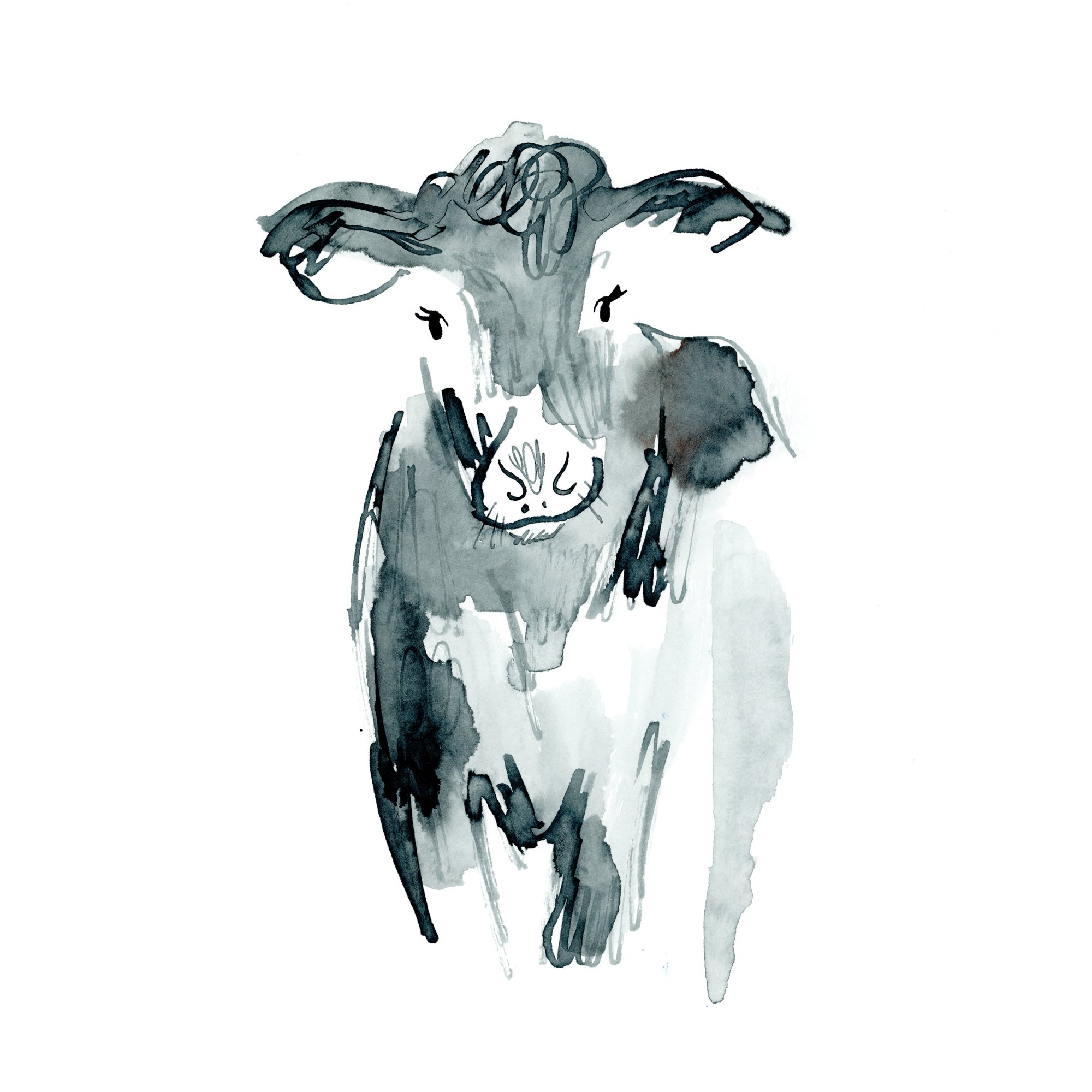 Cow2_ Sophia O'Connor_300dpi web.jpg