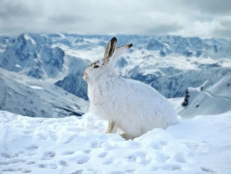 rabbit-3053514__340.jpg
