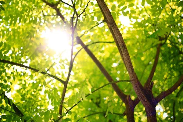 tree-services.jpg