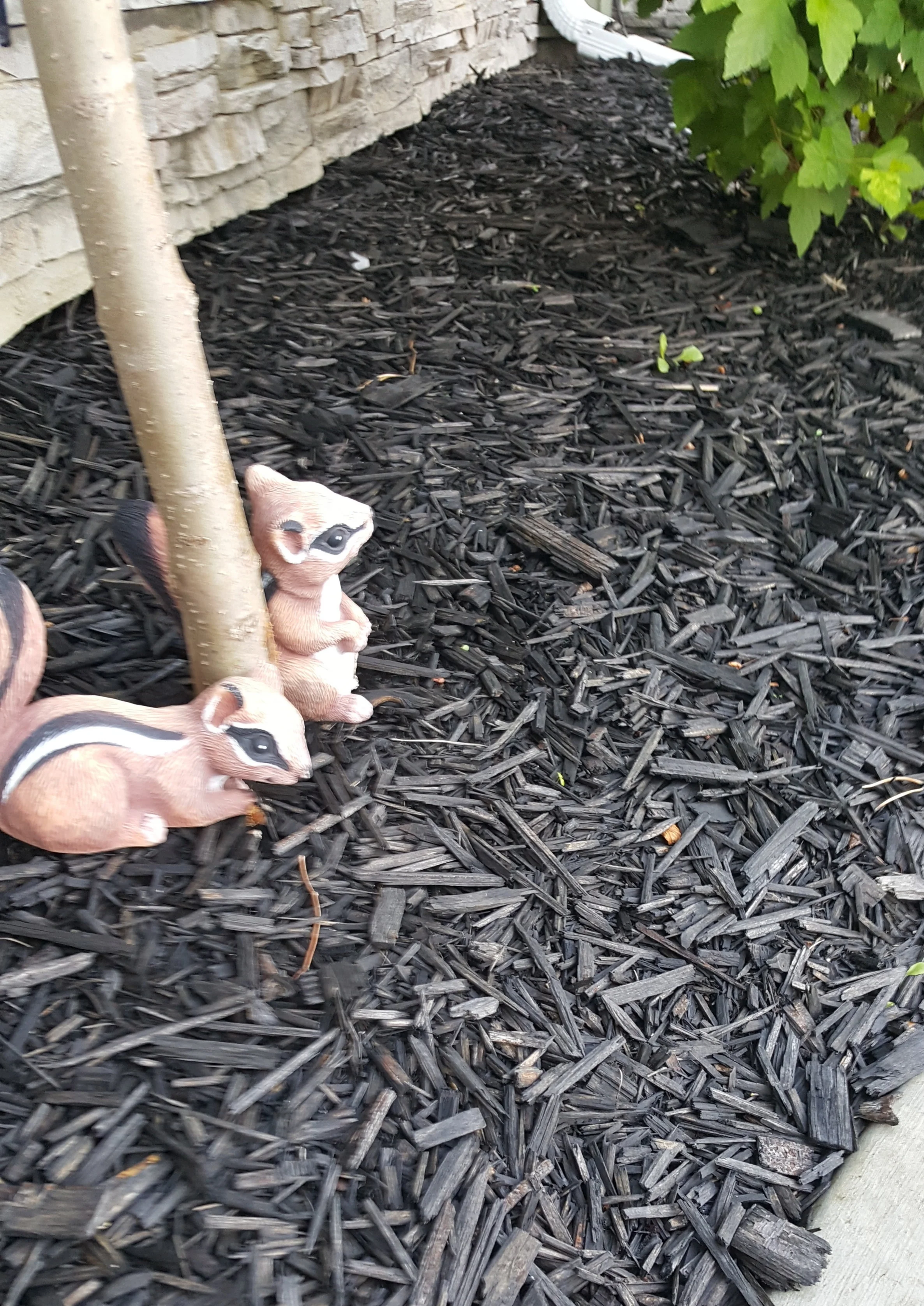 black mulch.jpg