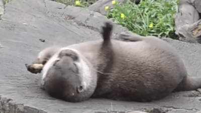 otter.gif