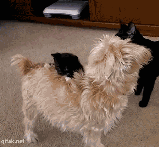 giphy-2.gif