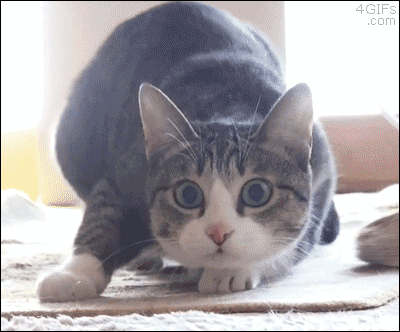 giphy-4.gif