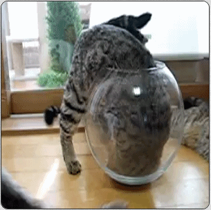 kittyfave.gif