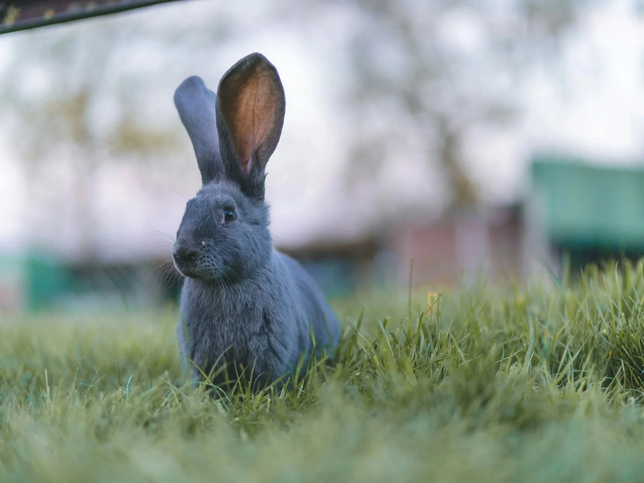 improv team building listening skills