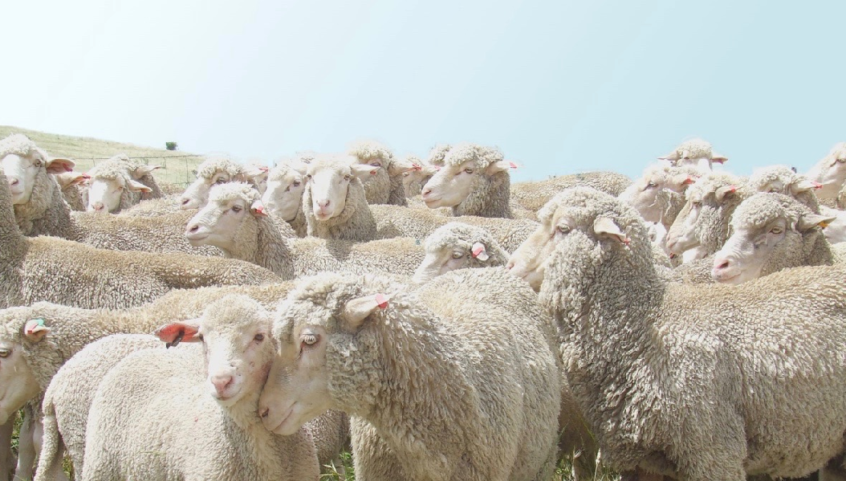 sheep-846x481.png