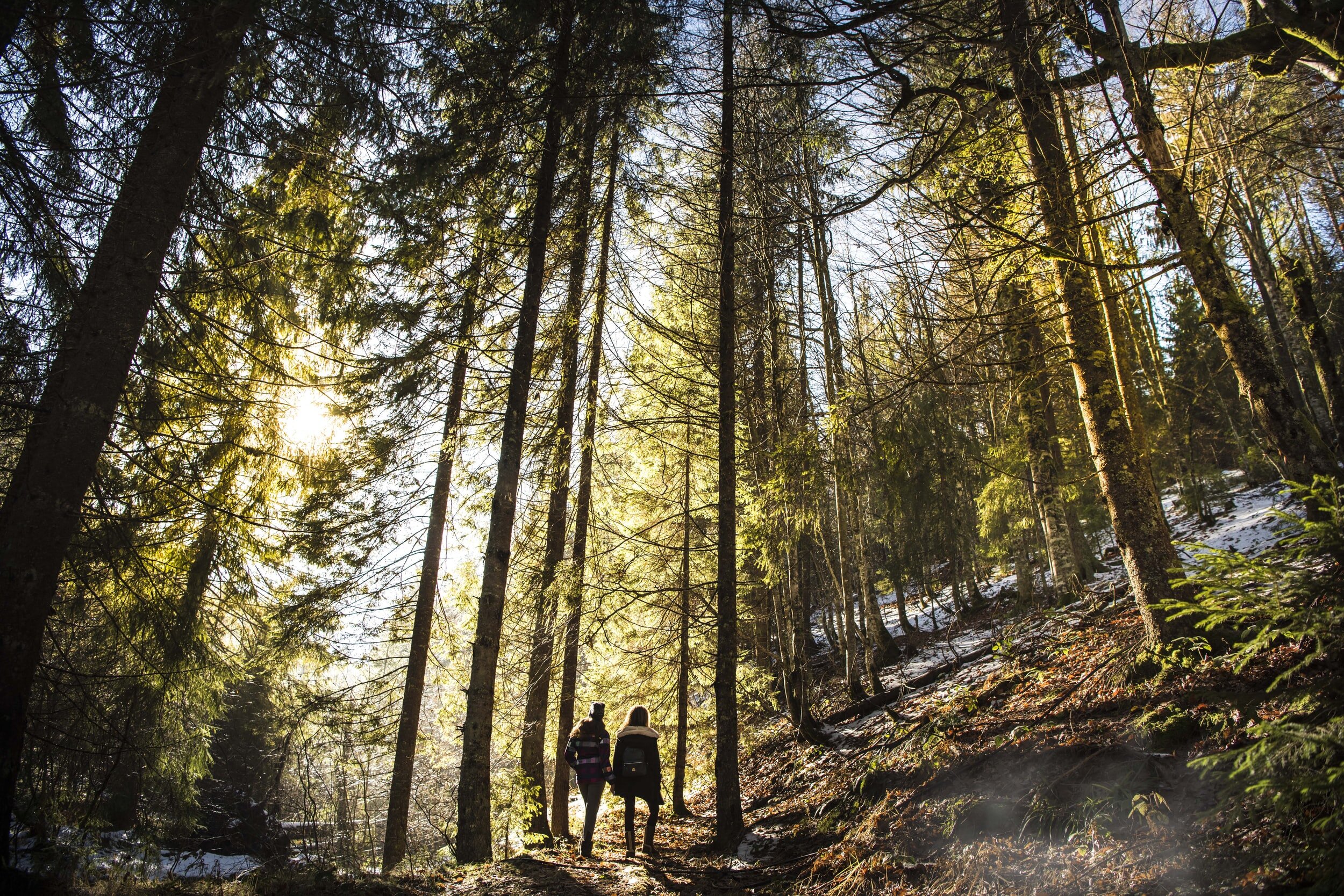Forest Therapy Hike | Conkles Hollow Rim Trail | Hocking Hills