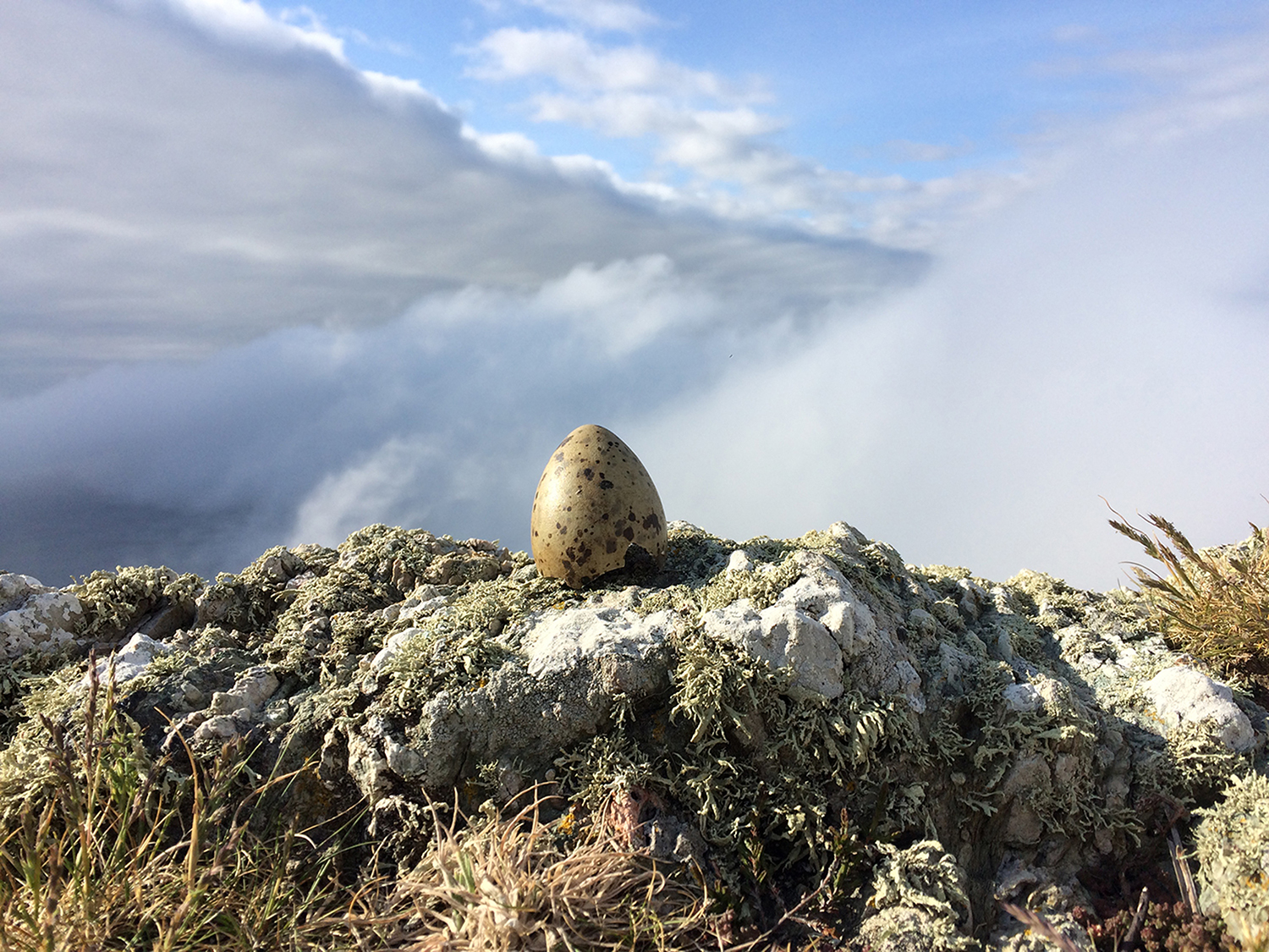 island egg / wy ynys / huevo isla, albumen crystoleum in progress