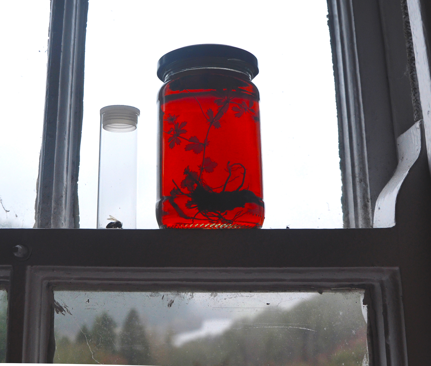 Solitary mining bee (Andrea haemorrhoa) found dead on window sill and tormentil plant (Potentilla erecta) preserved in blutwurz alcohol, Elan Valley, 2015 