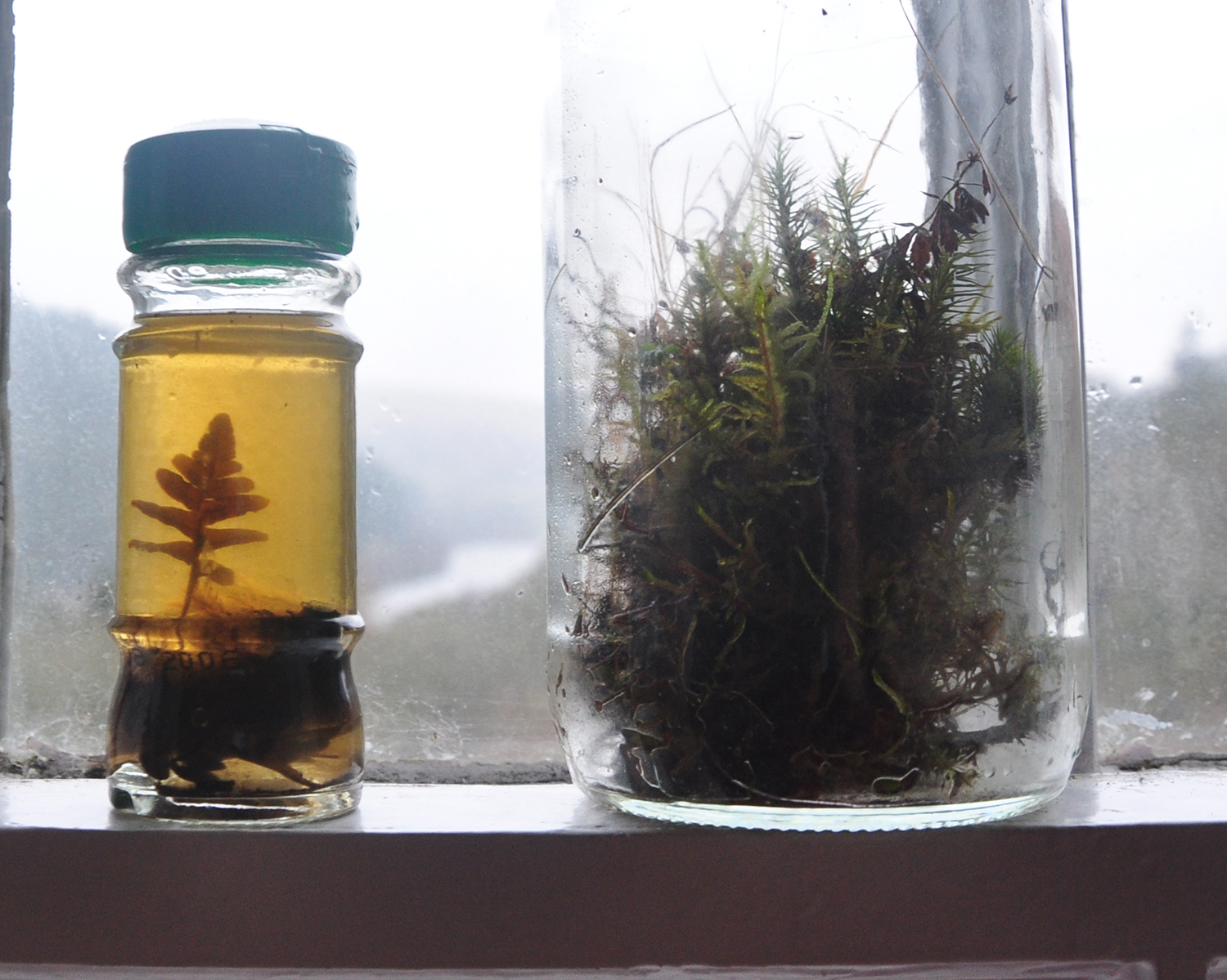 Common Polypody fern (Polypodium vulgar) found on roof above Shelley's submerged house, Nantgwyllt, preserved in Eau de Vie alcohol, and terrarium of eroded footpath vegetation, Elan Valley, 2015