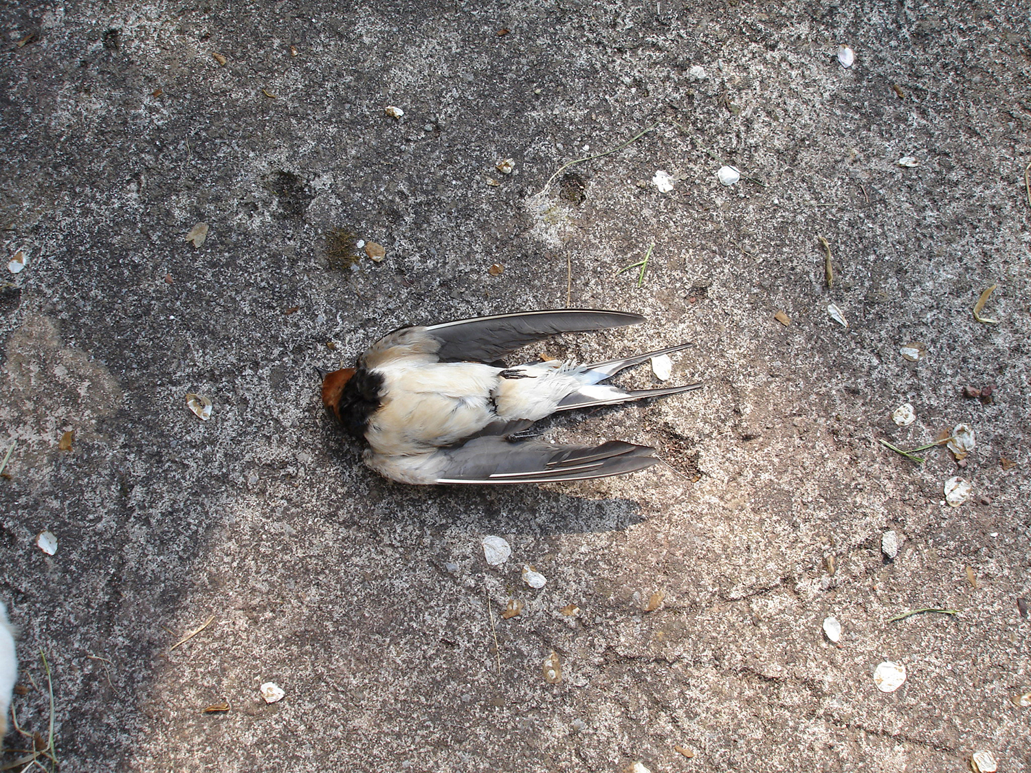 overlapping umwelt (swallow, field vole), 2007