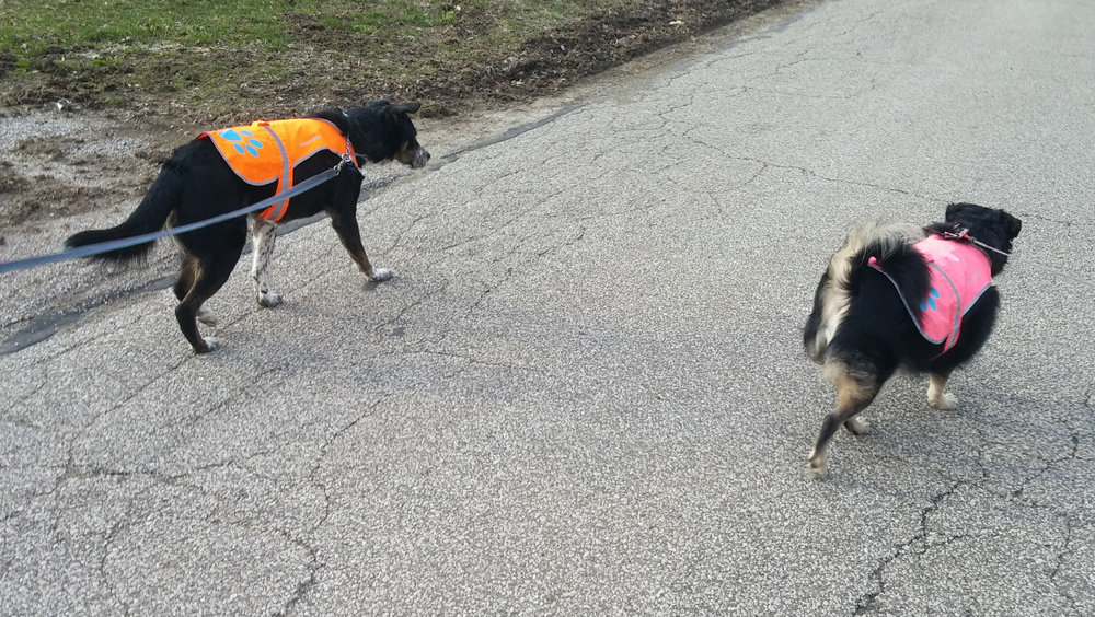  Safety first! The doggers are happy to be getting outside for more walks now that the snow is finally gone, even if it means having to wear their reflective vests. 