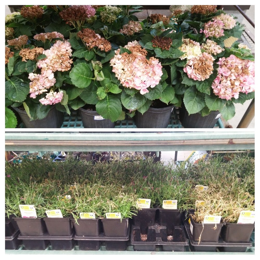  The big-box home improvement store's loss is our gain! We snapped up damaged sweet william, hostas and hydrangeas at clearance prices because the garden center didn't cover these plants when it snowed the other day. 