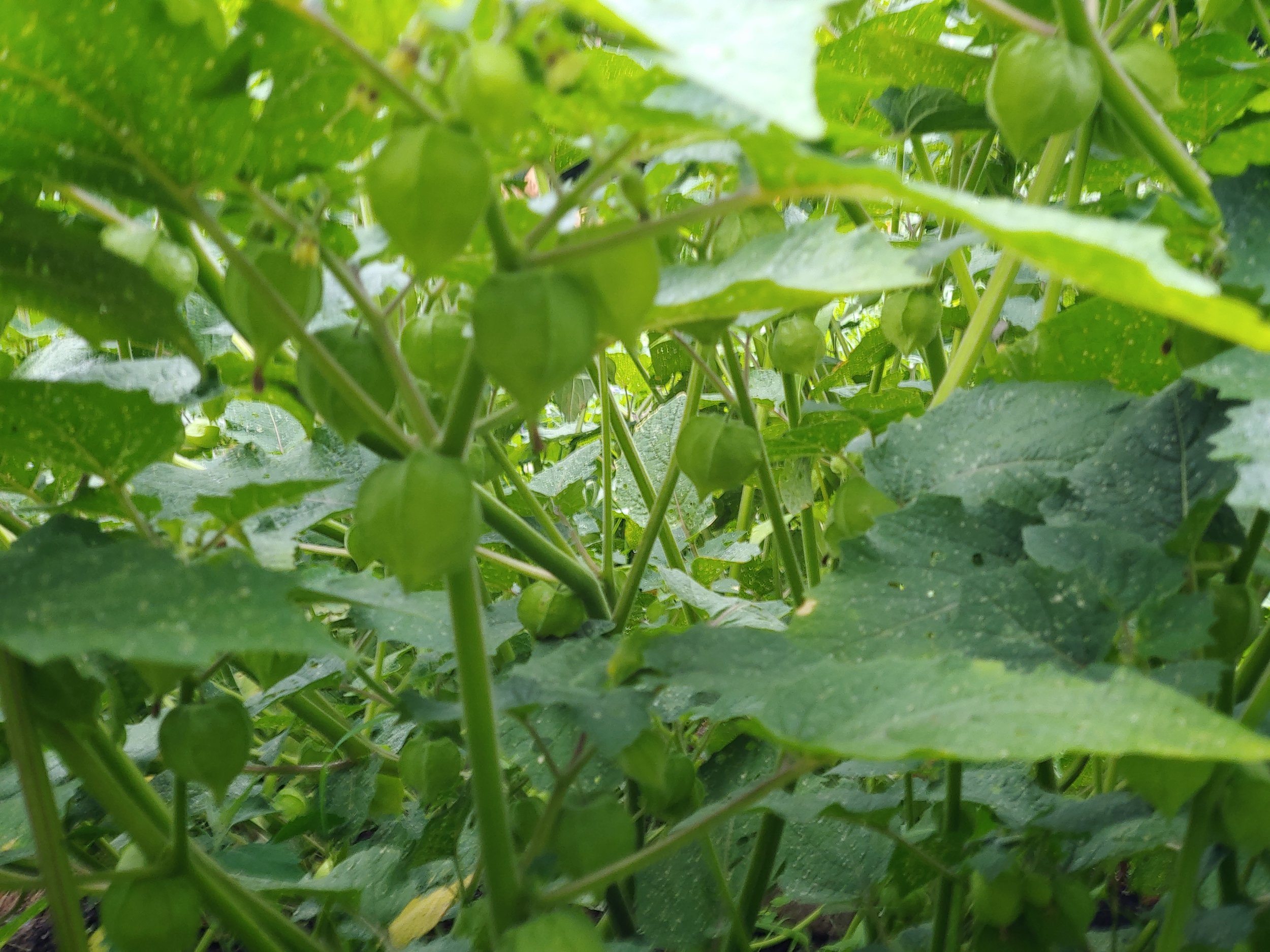 Immature ground cherries