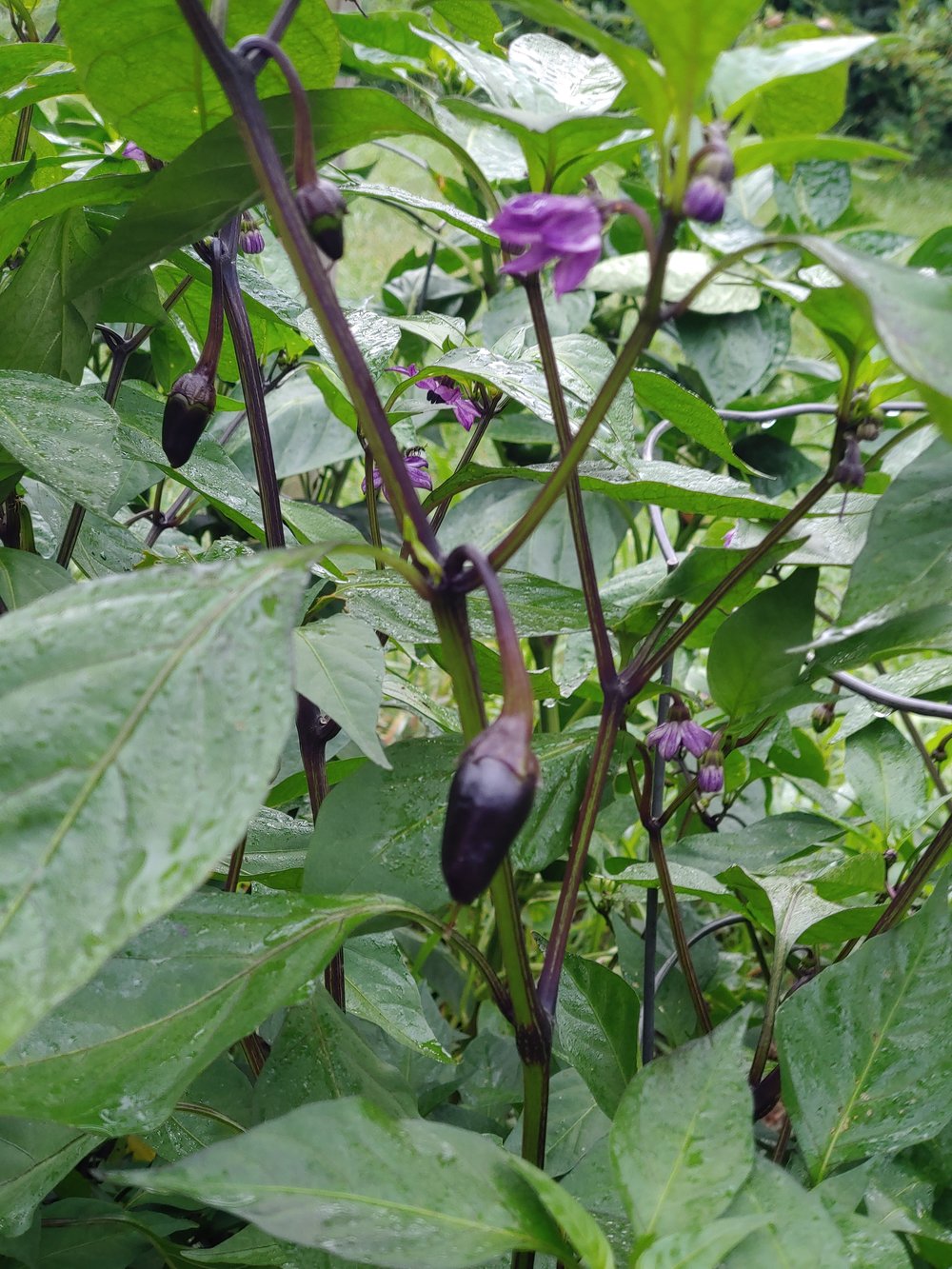 Black Hungarian hot peppers