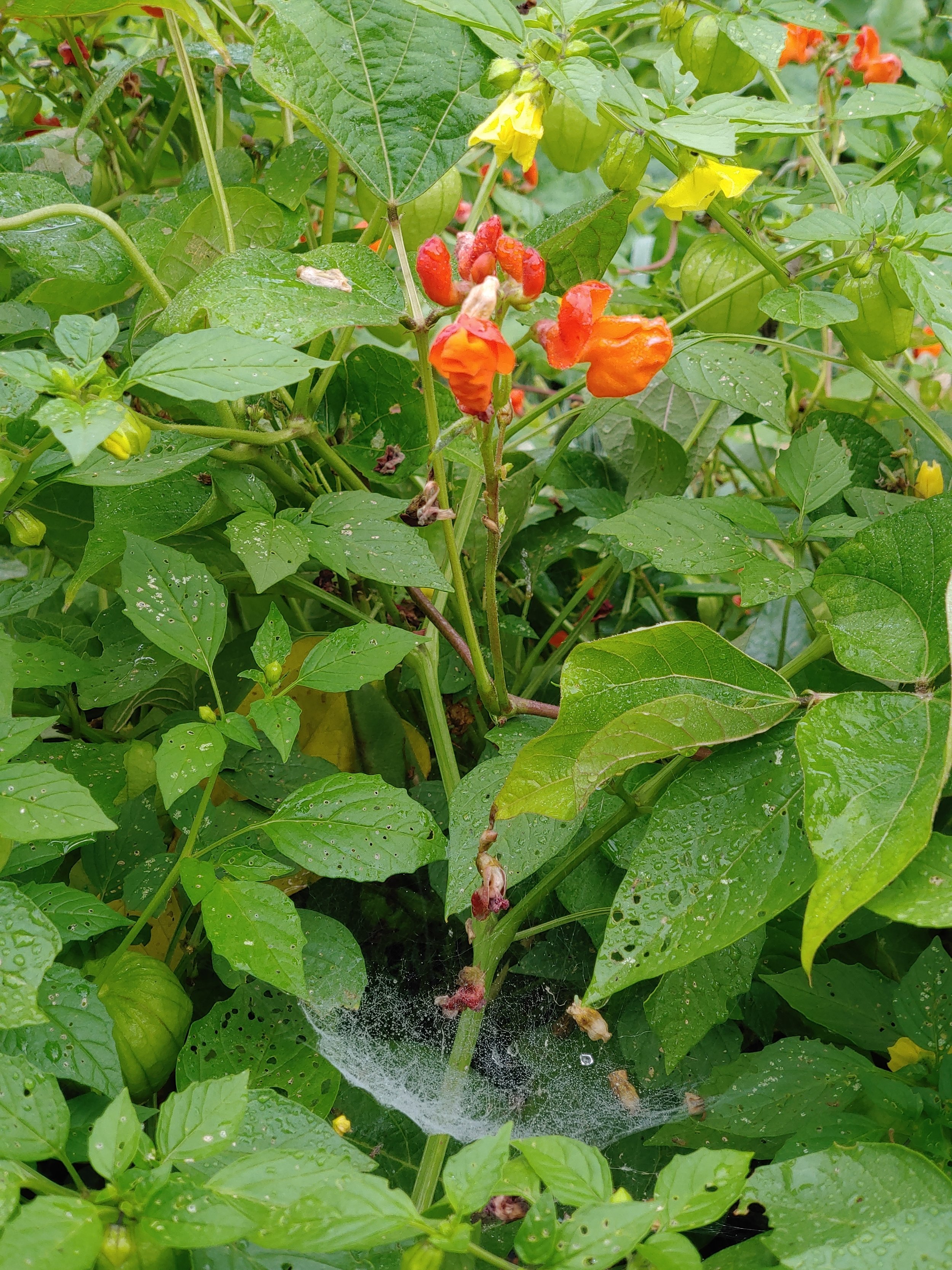 Black Coat runner beans