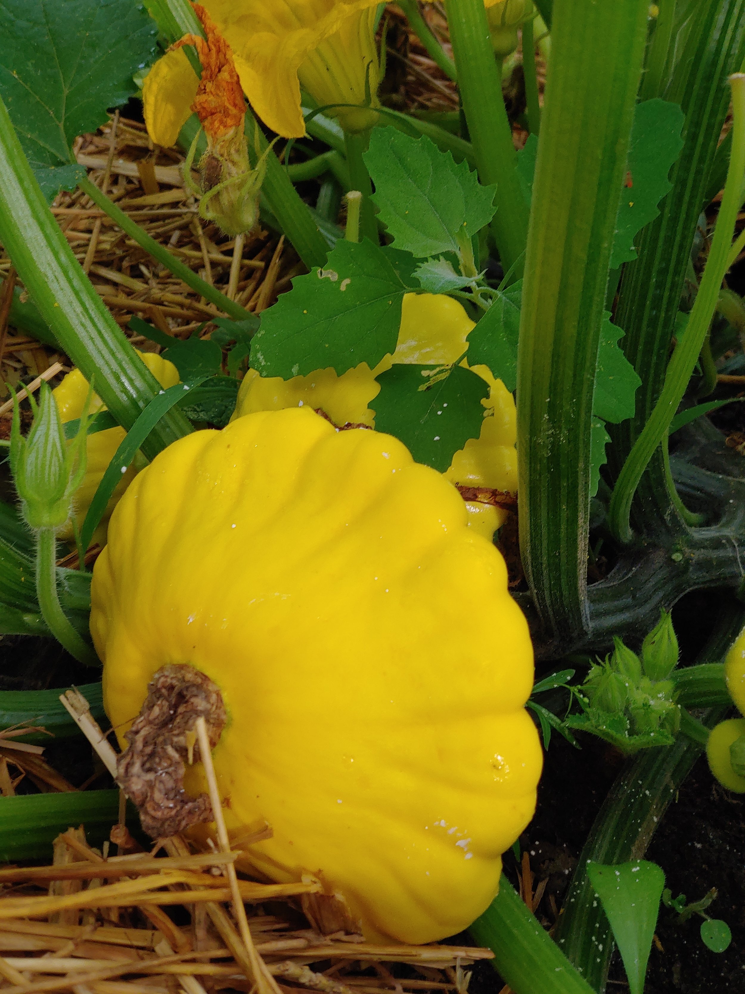 Patisson Golden Marbre Scallop squash