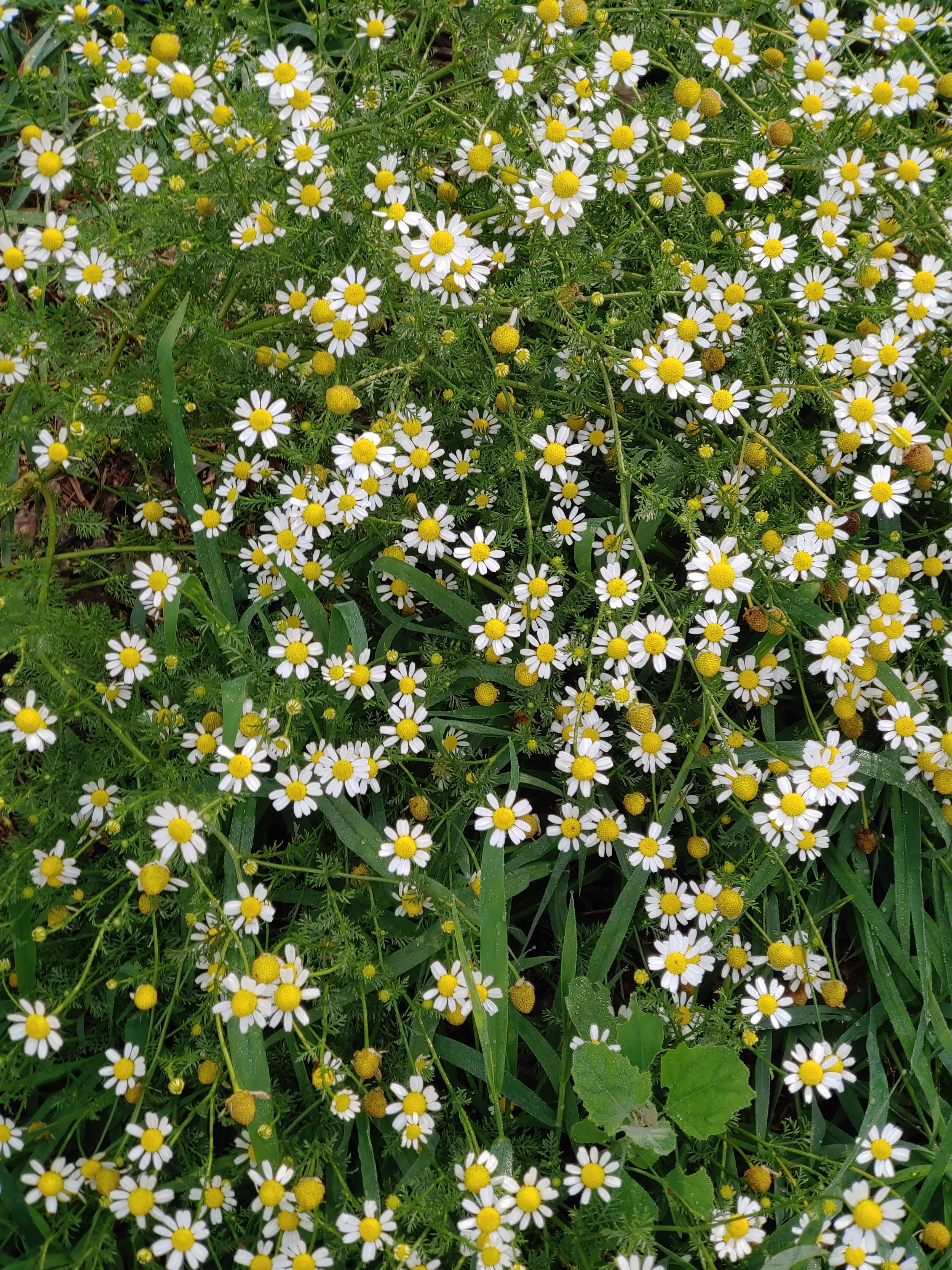 Chamomile