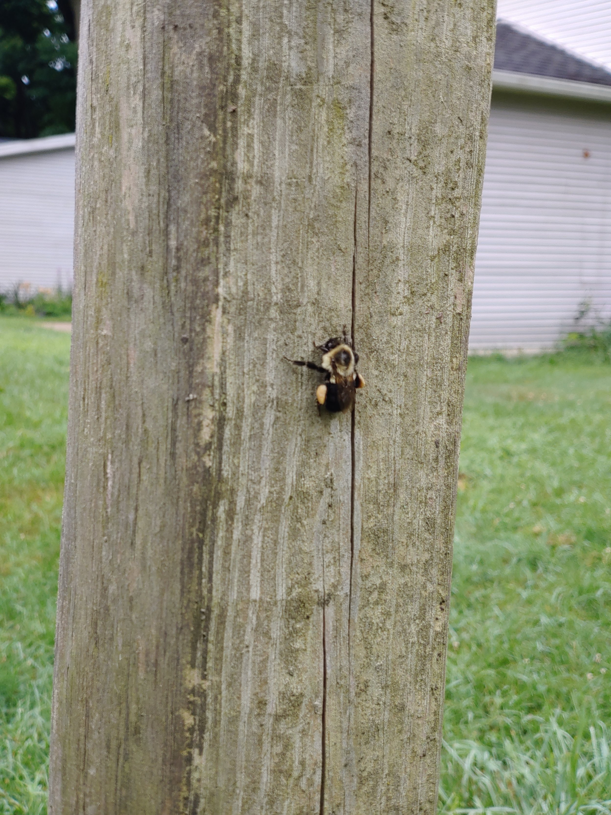 A bee friend with full pollen sacks on legs