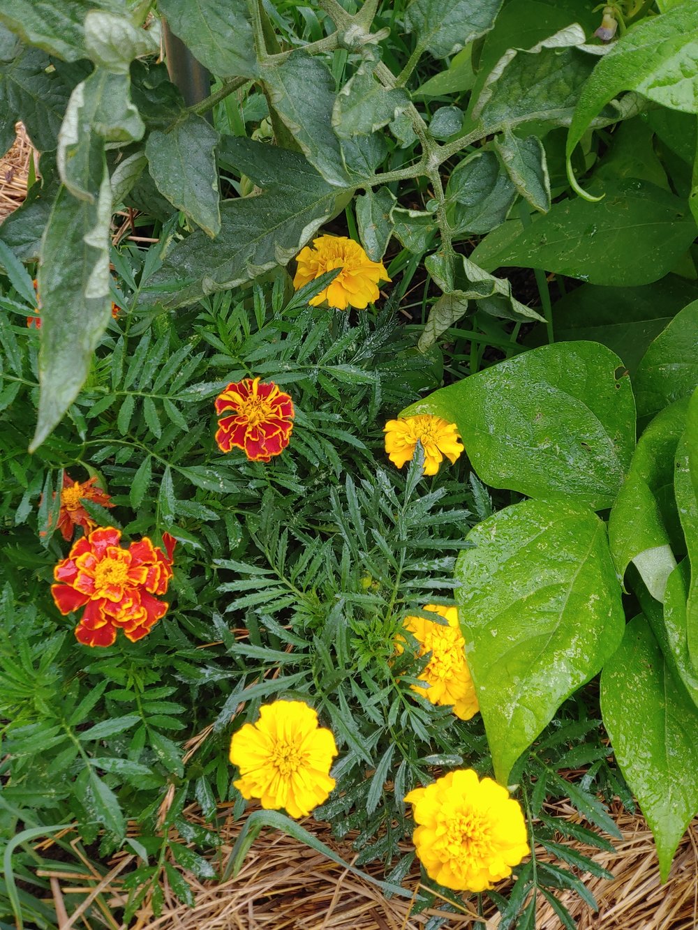 Companion planting - marigolds, bush beans, tomatoes