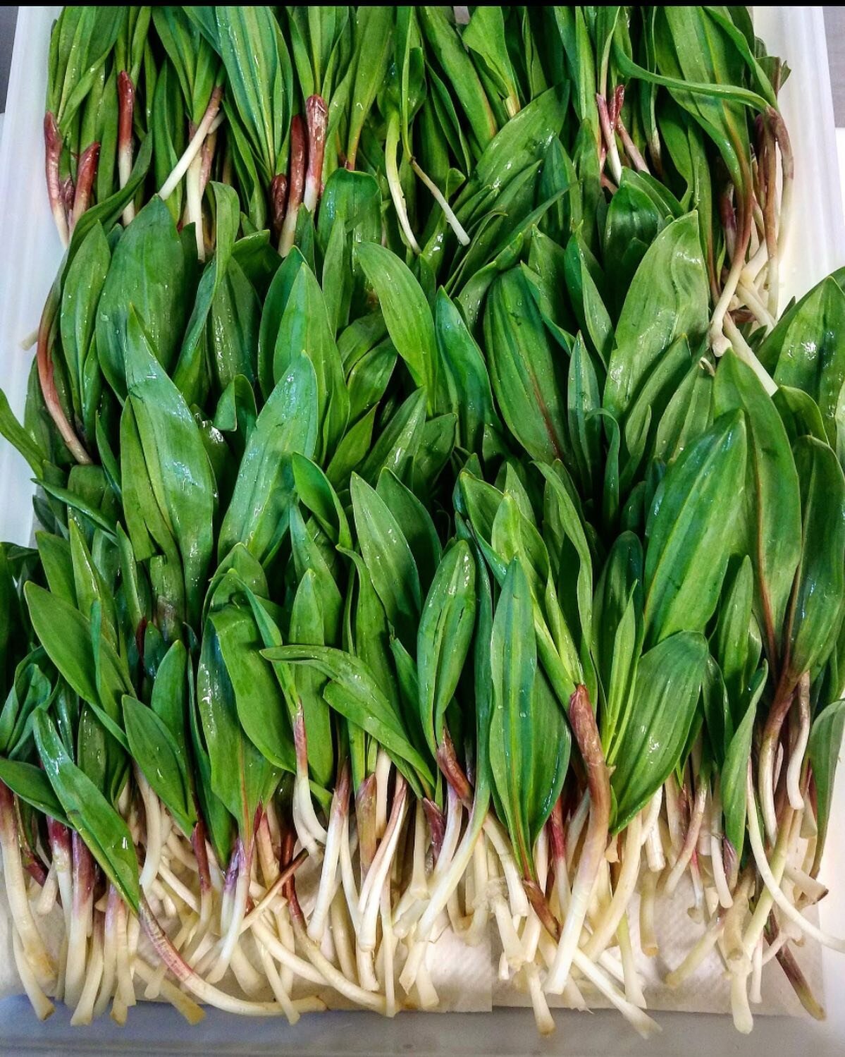 Last night, we dreamed of ramps. That must mean that ramps will be here soon. We can&rsquo;t wait, and we have big plans for them this year.

Make a reservation now, for about the second week in April.

What Spring foods are you dreaming of?