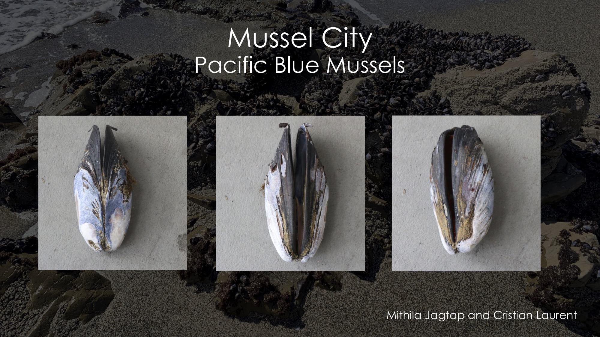 MusselCity 1.jpg