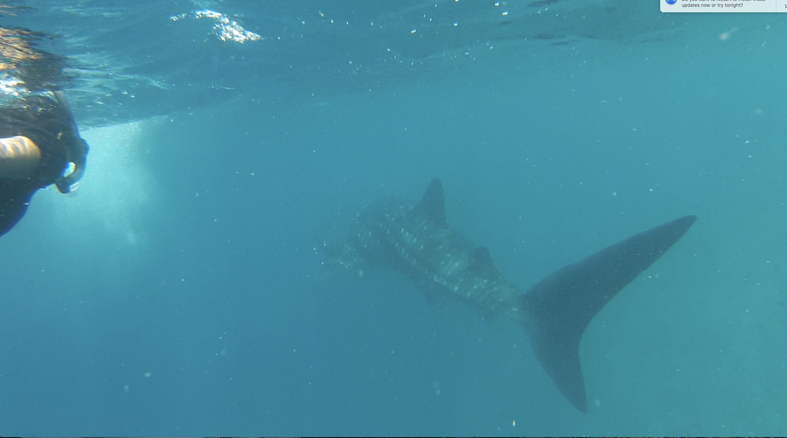 Trying to get a refreshment while skirt sharks are around