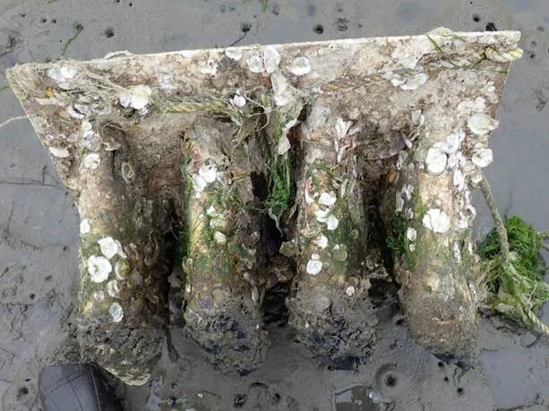 AEL Partners with Presidio Trust on Native Oyster Habitat Restoration