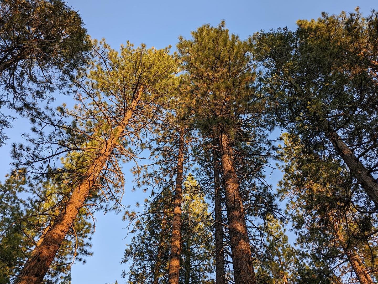 Good afternoon from Greenville! 🌲 The @architecturalecologieslab is in Plumas County for the weekend, learning about material science &amp; resilience in CA!