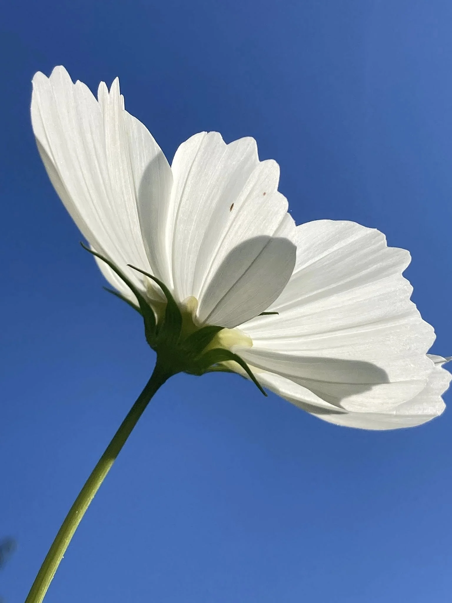 Cosmos in the sky digital photo by Maryn