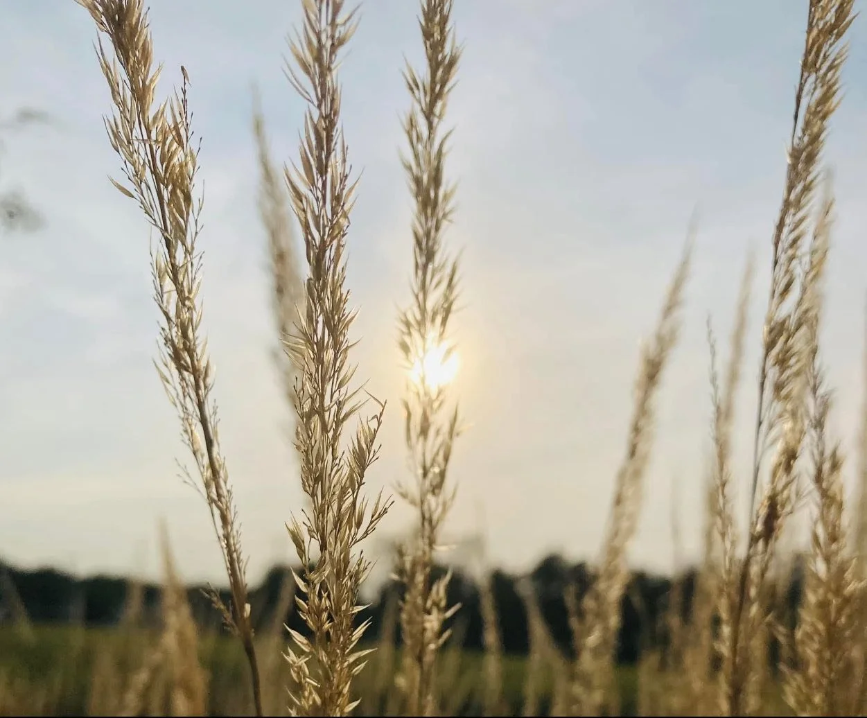Sunset through the golden grass digital photos by Maryn