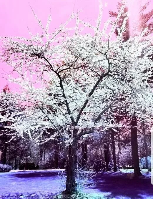 Tree of light digital photos by Maryn