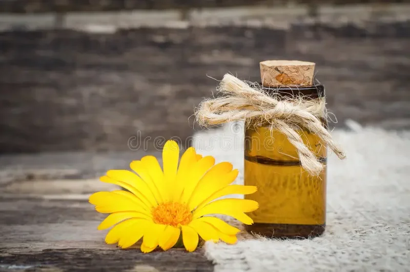 calendula-flower-essential-oil-calendula-flower-essential-oil-naturopathy-herbal-medicine-121317290.webp