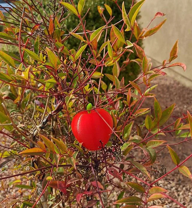 What if we could just print what we want to eat?! 3D Printed cute little apple 🍎 See what you can create with us!

www.Moolean.com 
702-723-9893

#3Dprinting #3Dprint #3Dscan #tech #moolean #LasVegas #future #technology #LV #PLA #Nevada #3Dprinted #