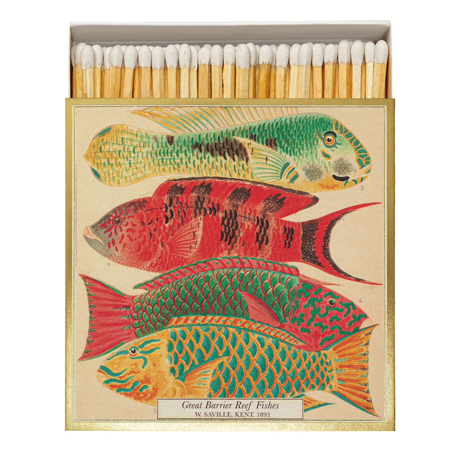 B314-1-matchbox-fish-natural-history-museum.png