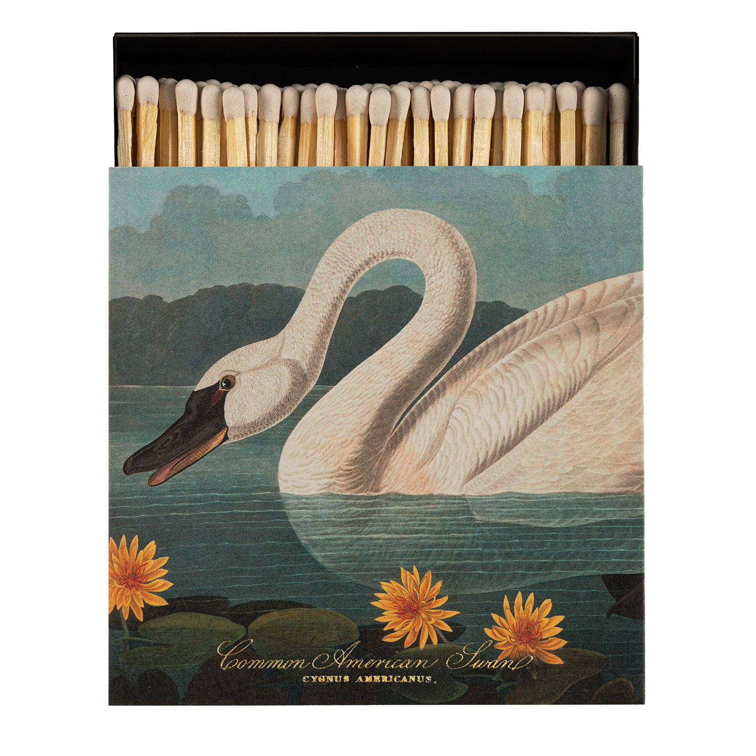 B318-1-matchbox-audabon-swan.png