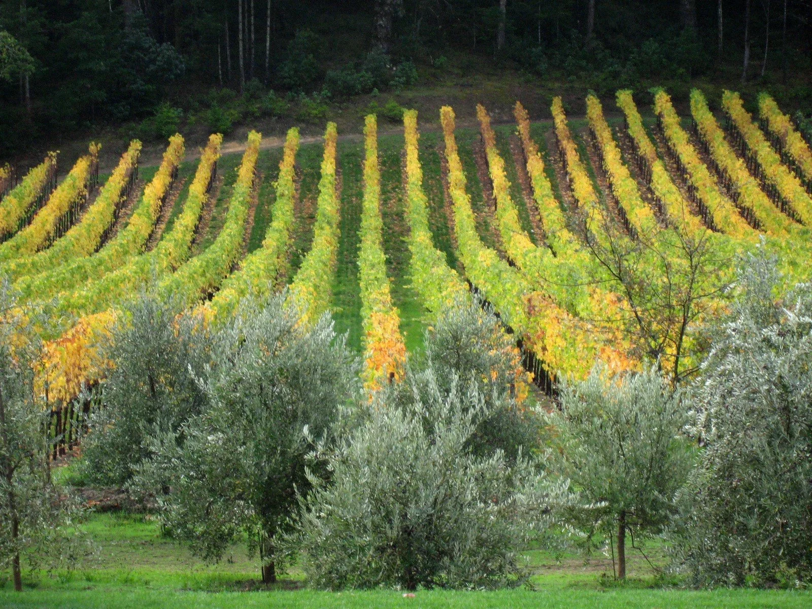 OliveHarvest'10-OrchardVines2.jpg