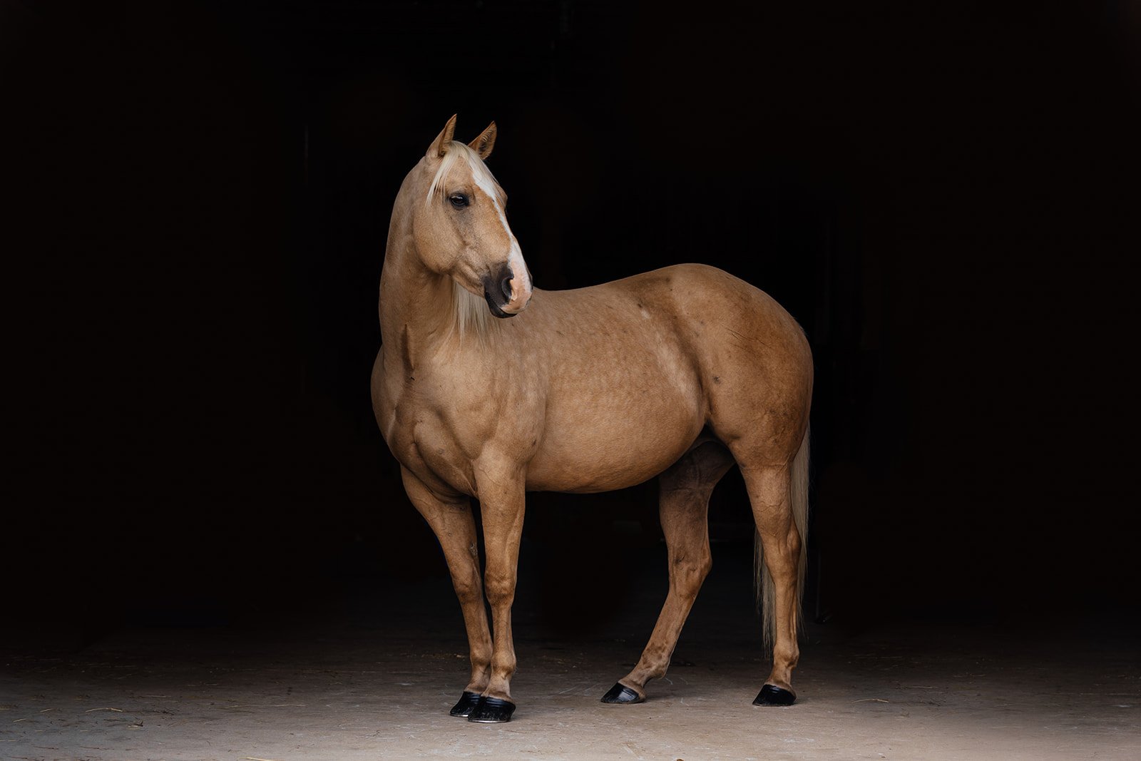Tan horse standing against a dark background.