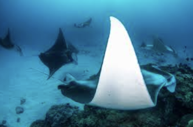 Manta Ray .png