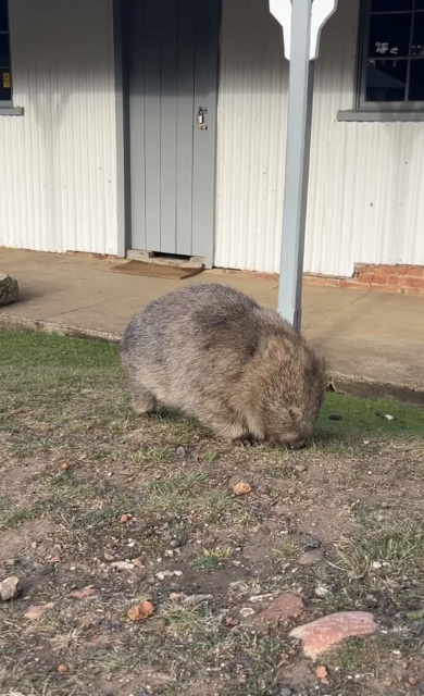 wombat.png