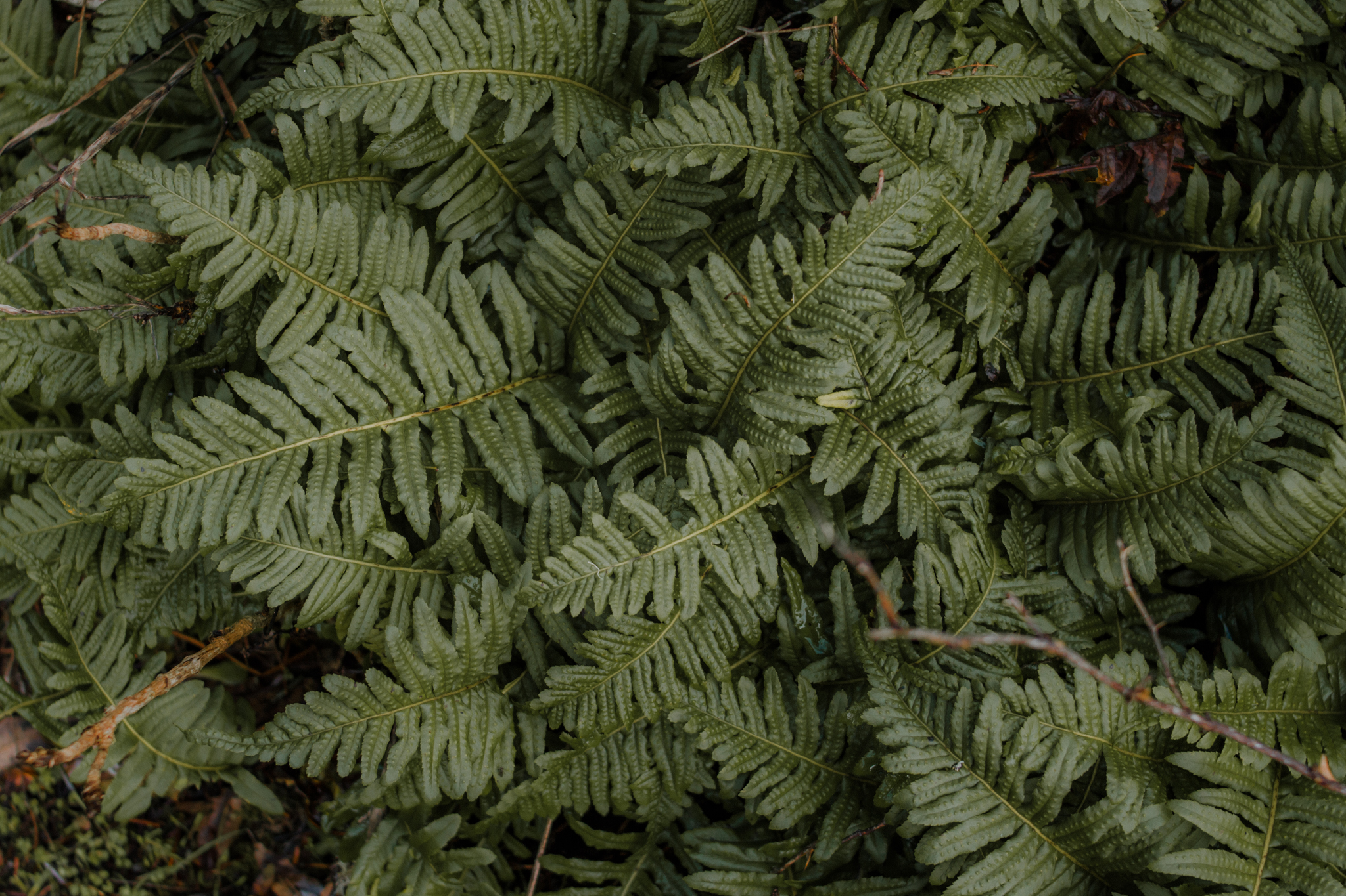180121-KJP-1Fern.jpg