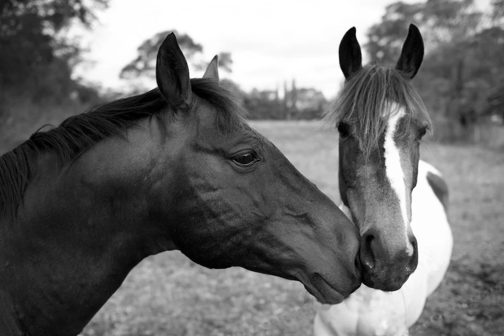 Horses.jpg