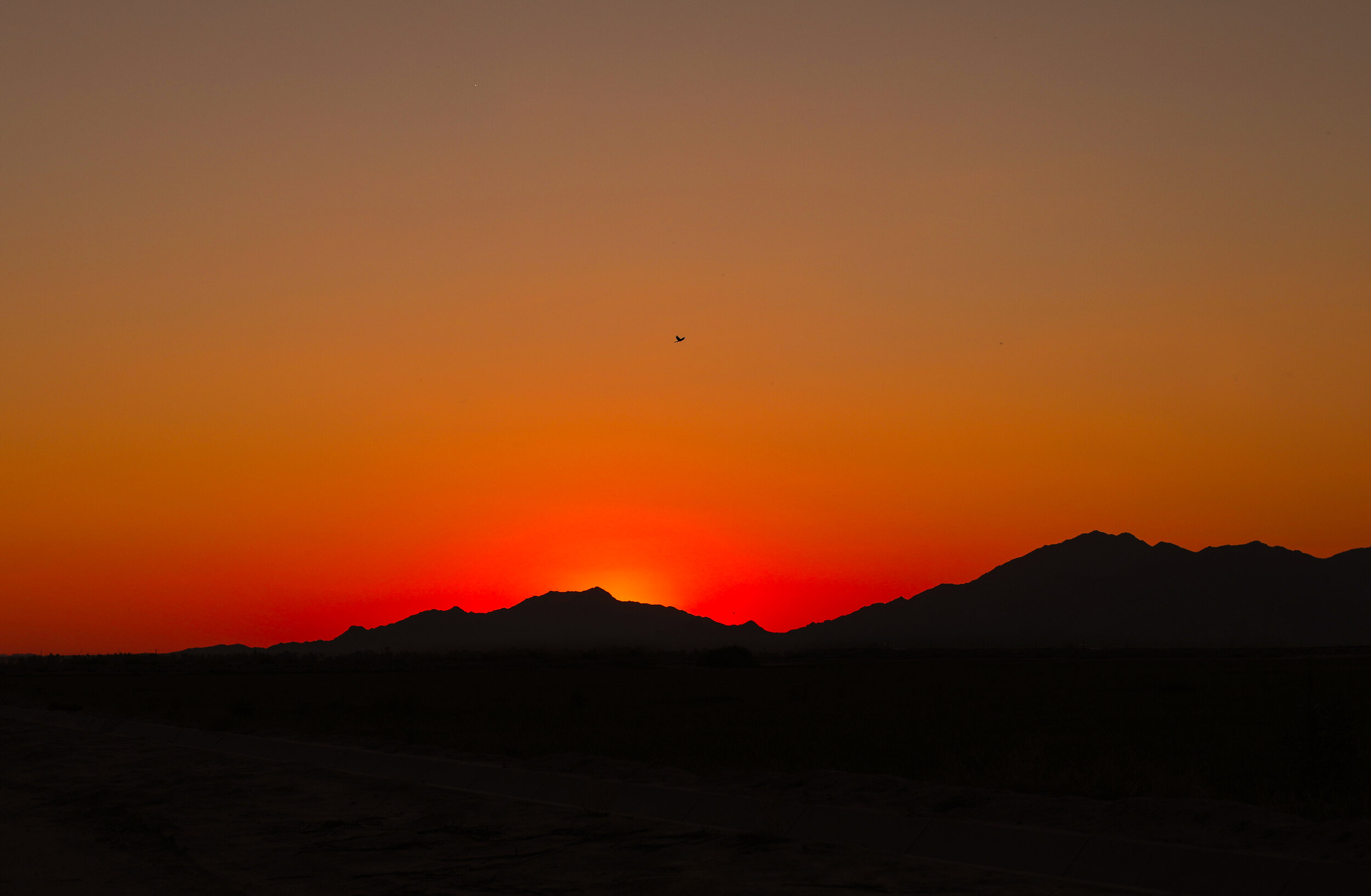 desert_sunset_bird_2.jpg