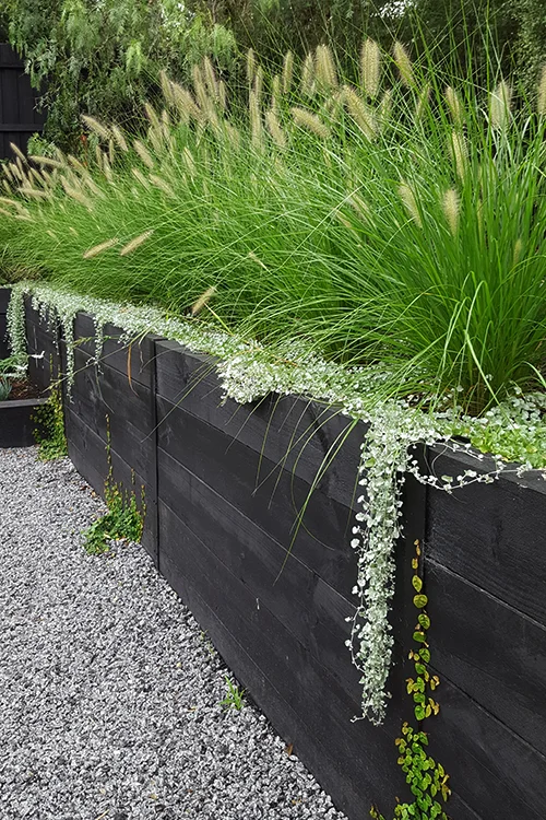 hedderwick foxtail.jpg