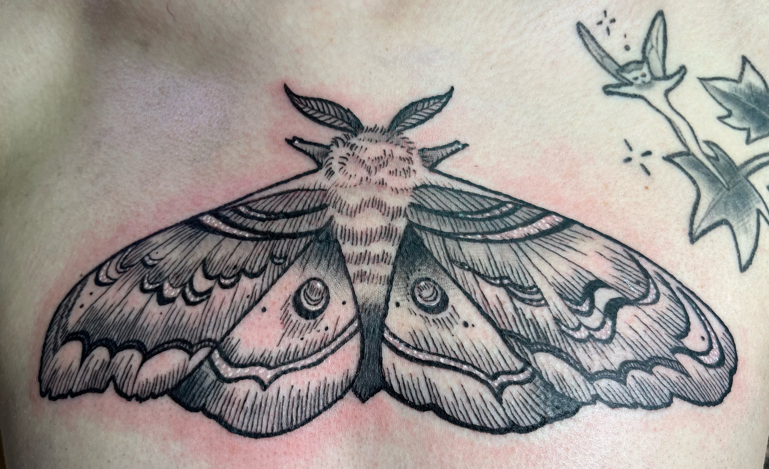 Moth - black and grey, chest 2.jpeg